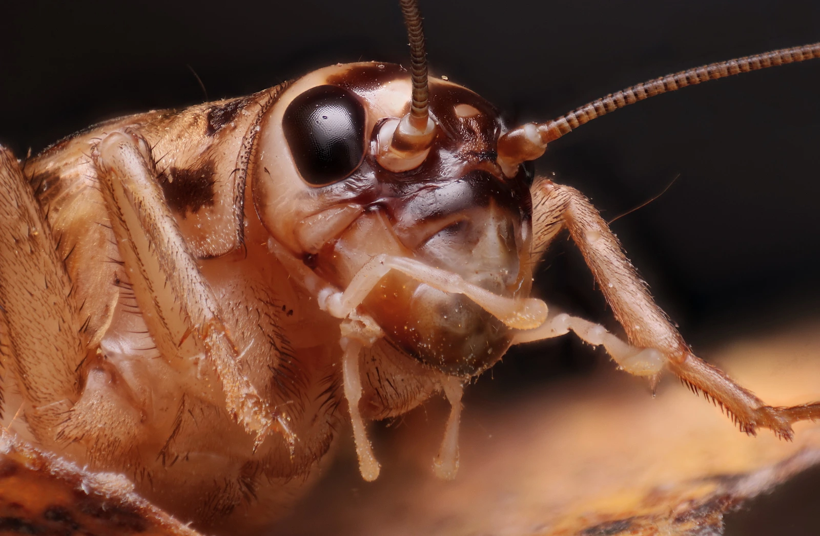 Cabeza de un grillo doméstico vista de cerca, con los ojos y el nacimiento de las antenas